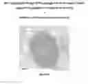 Fig. 20 - PRODUCTION OF BACTERIAL MICROCOMPARTMENTS IN EUKARYOTIC CELLS