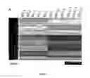 Fig. 02 - METHOD FOR SPEEDING UP PLANT GROWTH AND IMPROVING YIELD BY ALTERING EXPRESSION LEVELS OF KINASES AND PHOSPHATASES