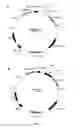Fig. 04 - METHOD FOR SPEEDING UP PLANT GROWTH AND IMPROVING YIELD BY ALTERING EXPRESSION LEVELS OF KINASES AND PHOSPHATASES