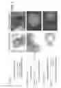 Fig. 08 - METHODS AND COMPOSITIONS FOR TARGETED GENE MODIFICATION