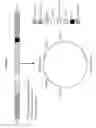 Fig. 02 - Intracellular translation of circular RNA