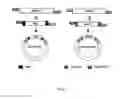 Fig. 05 - Method of random circular permutation by MuCP-ISC and MuCP-ISSC transposons