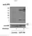 Fig. 07 - Compositions and methods for identifying enzyme and transport protein inhibitors