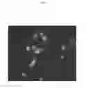 Fig. 19 - Compositions and methods for identifying enzyme and transport protein inhibitors