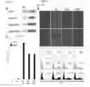 Fig. 23 - Compositions and methods for identifying enzyme and transport protein inhibitors