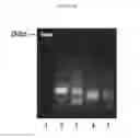 Fig. 46 - Compositions and methods for identifying enzyme and transport protein inhibitors