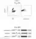 Fig. 51 - Compositions and methods for identifying enzyme and transport protein inhibitors