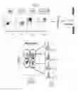 Fig. 53 - Compositions and methods for identifying enzyme and transport protein inhibitors