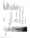Fig. 14 - Recombinase polymerase amplification