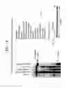 Fig. 17 - Recombinase polymerase amplification
