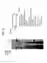 Fig. 18 - Recombinase polymerase amplification