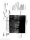 Fig. 22 - Recombinase polymerase amplification