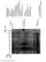 Fig. 29 - Recombinase polymerase amplification