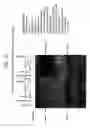 Fig. 30 - Recombinase polymerase amplification