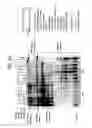 Fig. 33 - Recombinase polymerase amplification