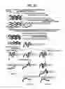 Fig. 34 - Recombinase polymerase amplification