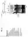 Fig. 37 - Recombinase polymerase amplification