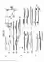 Fig. 42 - Recombinase polymerase amplification
