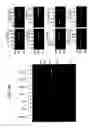 Fig. 43 - Recombinase polymerase amplification