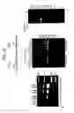 Fig. 51 - Recombinase polymerase amplification