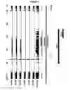 Fig. 02 - Diagnostic test for skeletal atavism in horses