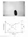 Fig. 02 - Pseudomonas putida strain as well as its microbial inoculum and application