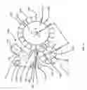 Fig. 16 - Fibrous plant stalk decorticator