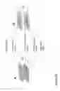 Fig. 71 - Fabrication of nanofiber ribbons and sheets