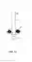 Fig. 08 - Plumbing trap flushing device
