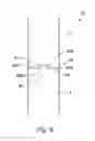 Fig. 05 - Pipe coupling