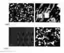 Fig. 03 - Tin-based sliding bearing alloy
