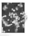 Fig. 07 - Encapsulated quantum dots in porous particles