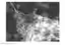 Fig. 01 - Methods for producing silicon carbide whisker-reinforced refractory composition