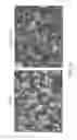 Fig. 04 - Taste receptor internalization assay