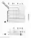 Fig. 04 - Immunoreactive protein orthologs of and 