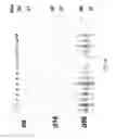 Fig. 05 - Immunoreactive protein orthologs of and 