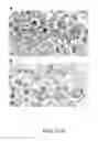 Fig. 09 - Immunoreactive protein orthologs of and 