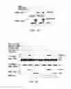 Fig. 03 - Modulators of itch ubiquitinase activity