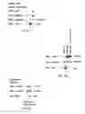 Fig. 11 - Modulators of itch ubiquitinase activity