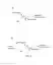 Fig. 20 - Modulators of itch ubiquitinase activity
