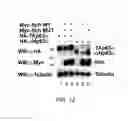 Fig. 23 - Modulators of itch ubiquitinase activity