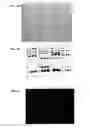 Fig. 03 - Multifunctional protein molecular weight ladders