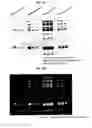 Fig. 04 - Multifunctional protein molecular weight ladders