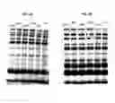 Fig. 05 - Multifunctional protein molecular weight ladders