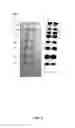 Fig. 06 - Multifunctional protein molecular weight ladders