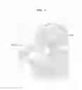 Fig. 07 - Apparatus and method for displaying holographic three-dimensional image