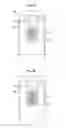 Fig. 12 - Smartphone
