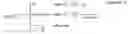 Fig. 02 - Device and method for information processing using virtual keyboard