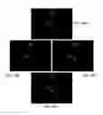 Fig. 23 - Dendritic structures and tags