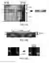 Fig. 15 - Method, system and computer program for identification and sharing of digital images with face signatures